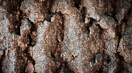 Tree bark texture. Natural background. Close-up. Selective focus.