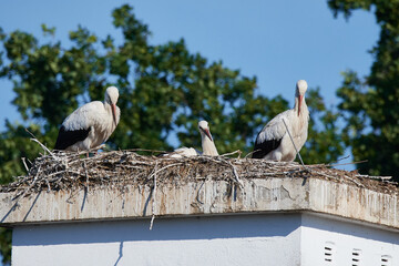 Junge Weißstörche im Nest	