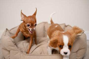 Angry mini toy terrier dog sits in a dog bed, shows aggression towards a Cavalier King Charles...