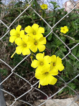 Beautiful yellow flowers called vinagretas (Oxalis pes-caprae). Happy flowers, they grow in the arrival of spring.
