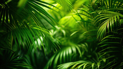 tropical palm leaves in dense jungle