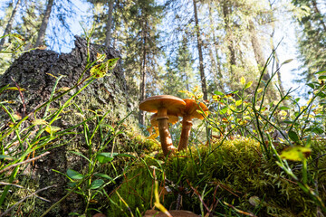 Mushroom named Armillaria borealis growing in an old-growth forest of Närängänvaara on a sunny autumn day near Kuusamo, Northern Finland