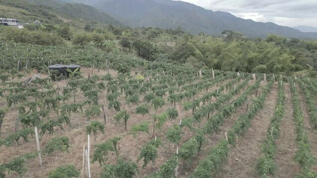 Cultivo de Vi&ntilde;edo - Cultivo de Uvas / Rivera, Huila