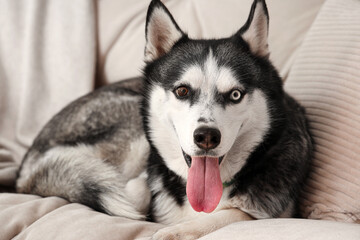 Cute Husky dog lying on sofa in living room, closeup