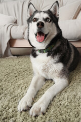 Cute Husky dog lying on carpet in living room
