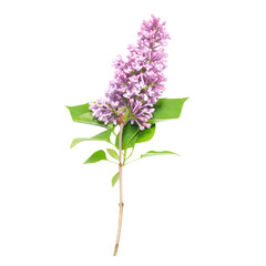 Purple lilac flowers branch in PNG isolated on transparent background