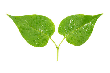 Two green leaves in PNG isolated on transparent background - 740148956
