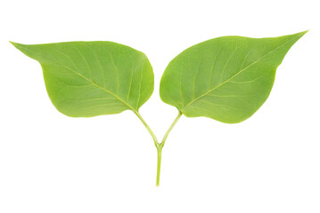 Two green lilac leaves in PNG isolated on transparent background - 740148957