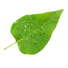Green lilac spring leaf  with water drops in PNG isolated on transparent background - 740148960