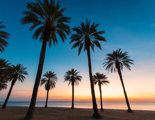 Fototapeta na wymiar Soft Palm Trees silhouette at sunset background