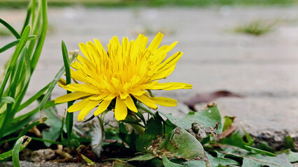 Taraxacum officinale, yellow flower whose common name is Dandelion.
