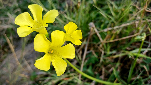 Oxalis pes-caprae, beautiful and cheerful yellow flowers.
