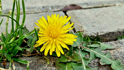 Taraxacum officinale, flower with medicinal properties.