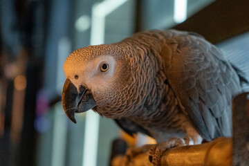 grey parrot portrait