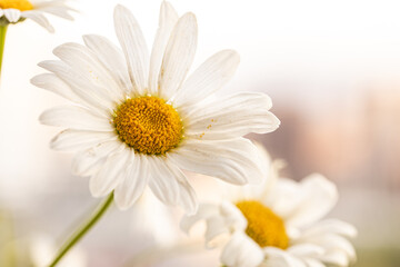 White Daisy flowers, Chamomile flower on blurred natural background. Copy space for visual product display, mock up