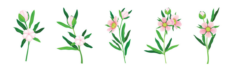 Manuka or Tea Tree as Flowering Plant with Pink Flowers Vector Set