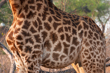 Close up of a Giraffe's body and Patterned Skin