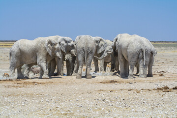 Elephants at Waterhole, Namibia