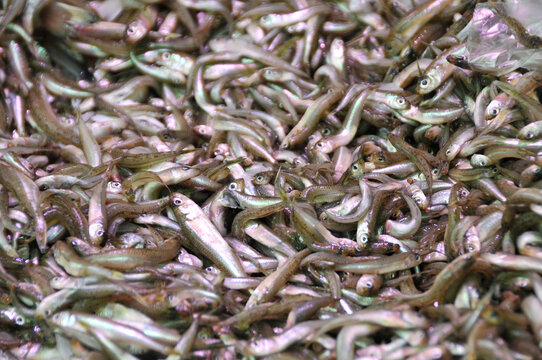 Petits poissons fritures