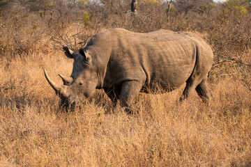 Southern White Rhino or Rhinoceros, South Africa © Richard C Palmer