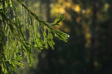 Closeup of an European spruce branch on an autumn evening in a boreal forest in Estonia