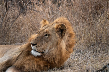 Male Lion in,South Africa