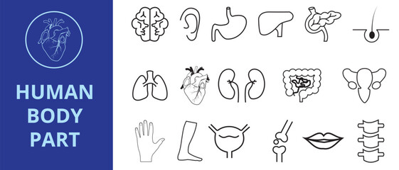 Human body parts icon set. Human anatomy icons set design. Human internal organs vector.  Thin line icons of human body parts. Heart, lungs, kidney, brain, liver