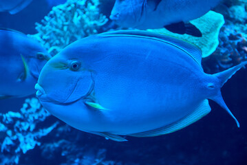 Fototapeta na wymiar Yellowfin surgeonfish (Acanthurus xanthopterus) swimming underwater