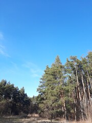 pine forest and sky