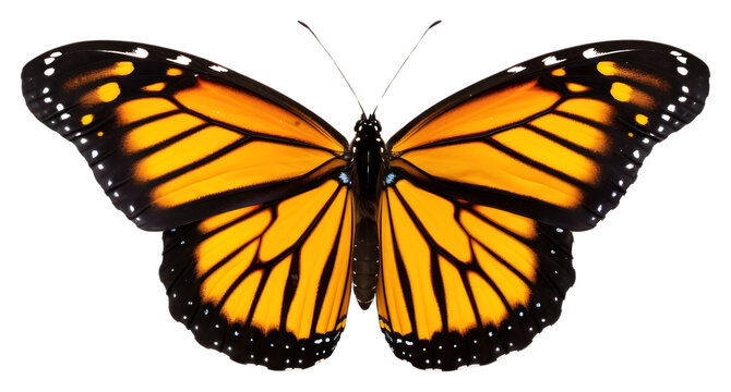 PNG Flyinh butterflies butterfly animal insect. AI generated
