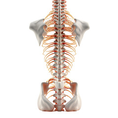 Fototapeta premium Human spine anatomy on white or transparent background