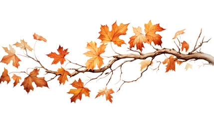 Maple Branch with Leaf's  on white or transparent background