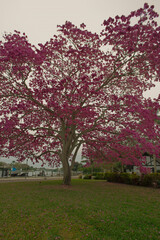 Pink trumpet tree (Handroanthus heptaphyllus) near Coffee Pot Bayou In St. Petersburg, Florida. Wide angle view on a cloudy mid morning. 