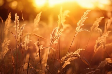 Beautiful sunset over a field of tall grass. Perfect for nature and landscape concepts