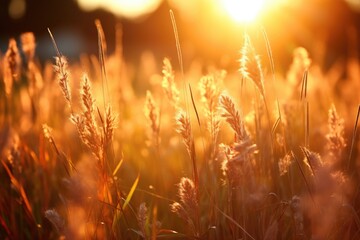 Beautiful sunset over a field of tall grass. Ideal for nature and landscape concepts