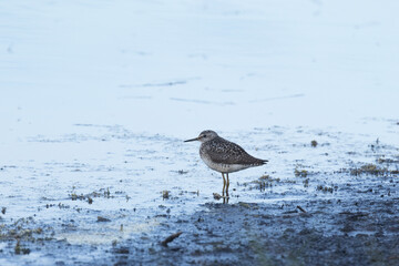 A lonely Wood sandpiper standing and resting on a muddy shore of a lake near Kuusamo, Northern Finland