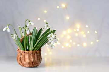 Beautiful white snowdrops flowers in wicker basket on table. snowdrops, symbol of spring season....