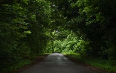 Fototapeten Waldweg A Road between Lush Green Trees in Monsoon looks like a Way to heaven  © sanketkhuntale