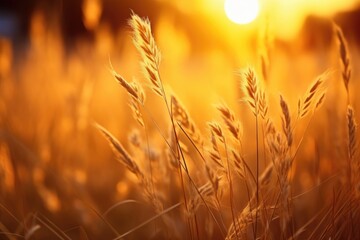 Sun setting behind tall grass field, perfect for nature backgrounds