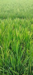 green rice field