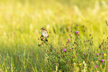 Whinchat perched on a plant during a summer evening in Estonia, Northern Europe	