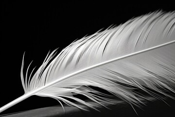Close up of a white feather on a black background. Suitable for various design projects