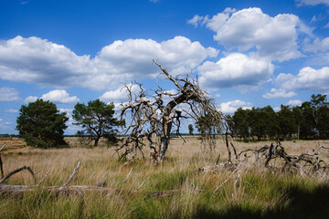 Solitude in summer: a portrait of Otterlo's arid wilderness
