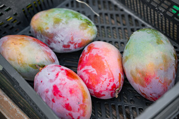 Mango close-up on a street stall tray. Fresh fruits and vegetables. Background with juicy and...