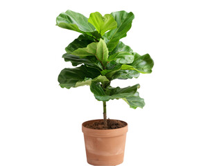 Obraz premium plant in a pot on transparent background