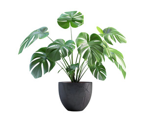 Monstera plant in pot on transparent