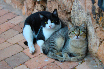 Maman et petit chat