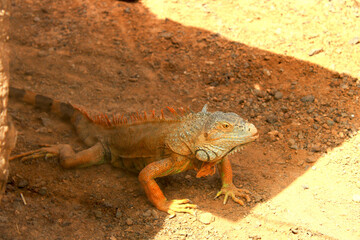 Reptile à l'ombre