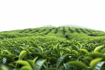 Selbstklebende Fototapeten Tea plantation landscape Showcasing lush greenery and agricultural beauty. isolated on white Perfect for concepts related to agriculture Nature And tranquility. © Lucija