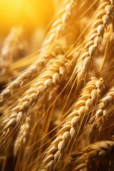 Detailed close up of a bunch of wheat, ideal for agricultural concepts